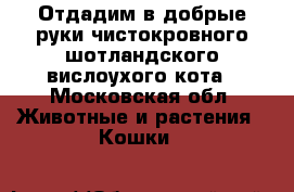 Отдадим в добрые руки чистокровного шотландского вислоухого кота - Московская обл. Животные и растения » Кошки   